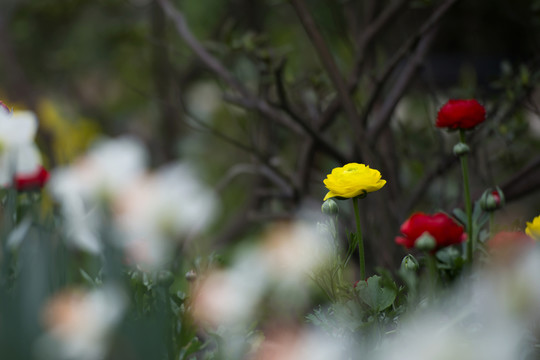 花毛茛