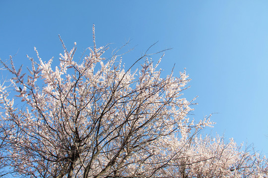 杏花