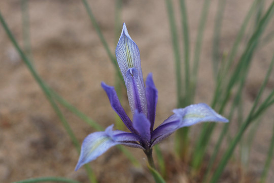 馬蘭花