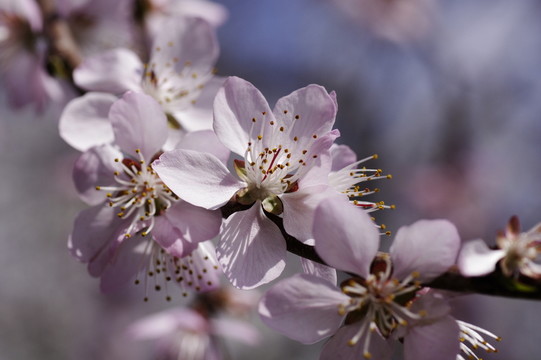 花團錦簇 桃花