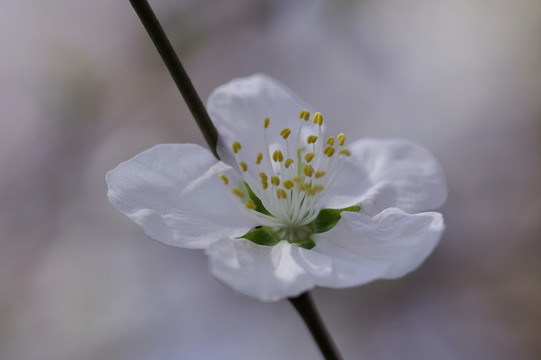 桃花特寫