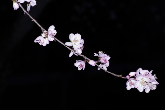 一枝桃花