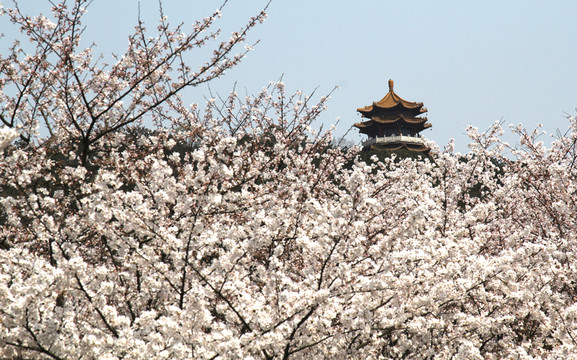 無錫櫻花