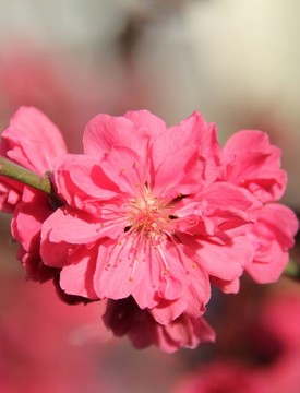 桃花節(jié)