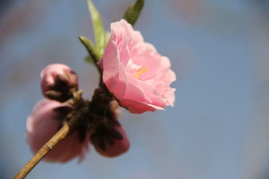 桃花