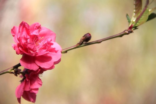 桃花節(jié)