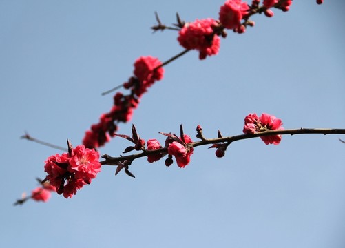 碧桃花