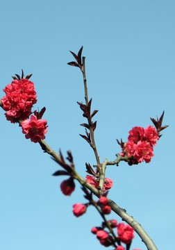 桃花節(jié)