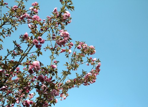 櫻花