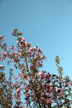 櫻花