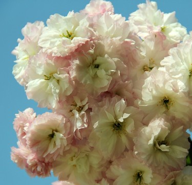 櫻花樹