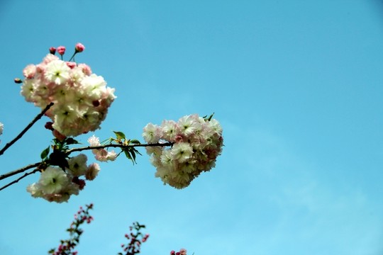 櫻花