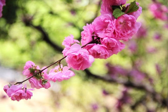 桃花