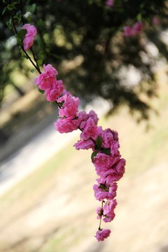 桃花樹(shù)