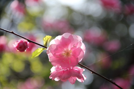 桃花