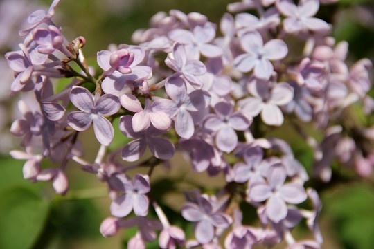 丁香花 丁香樹