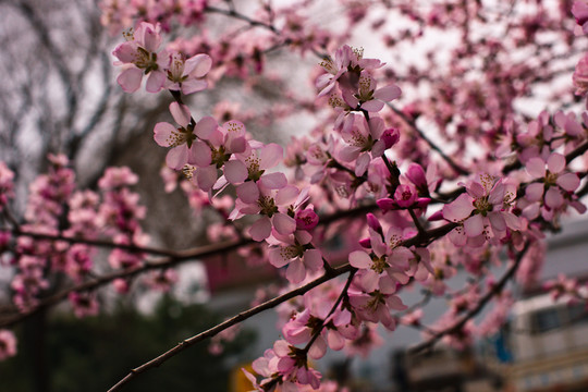 桃花