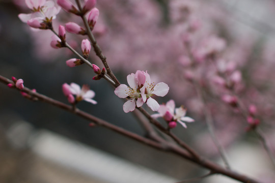桃花