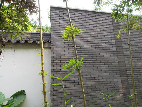 青磚白墻翠竹