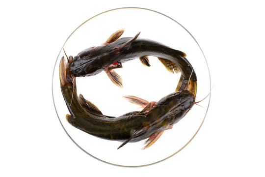 黃骨魚