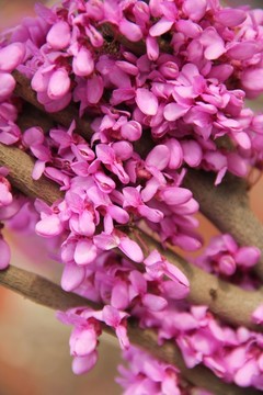紫荊花
