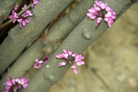 紫荊花