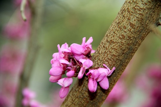紫荊花