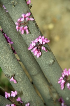紫荊花