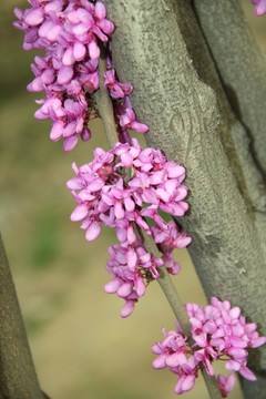 紫荊花