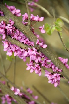 紫荊花