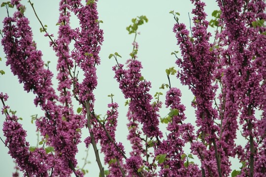 紫荊花