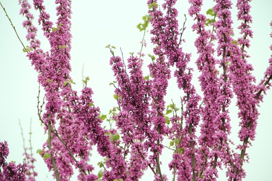 紫荊花