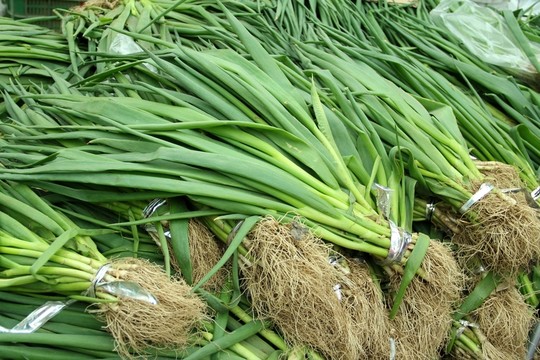 小蔥   香蔥
