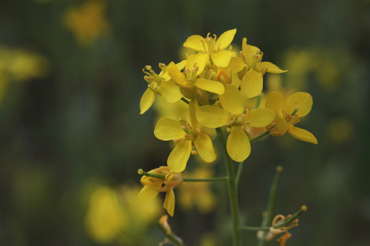 油菜