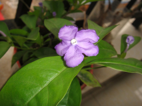 芬香茉莉花