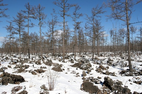 內(nèi)蒙古阿爾山 石塘林