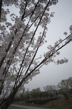 櫻花