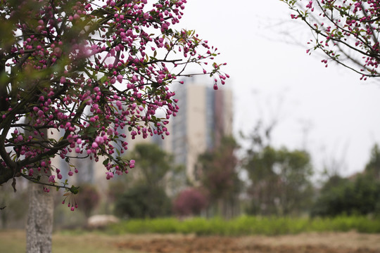 櫻花