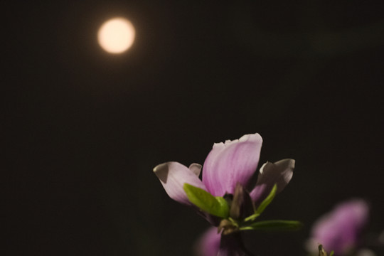 花前月下