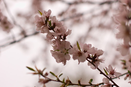 桃花