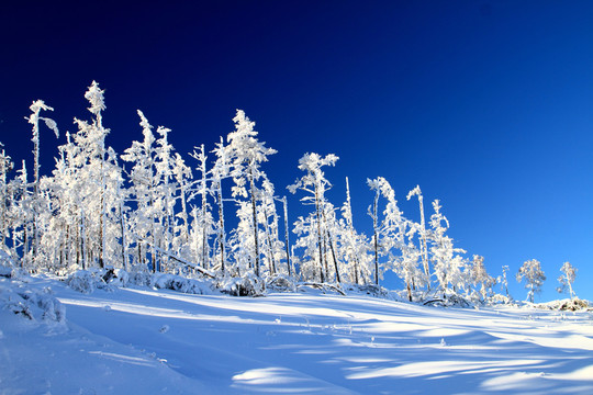 雪林