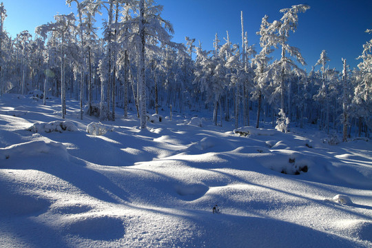 雪林