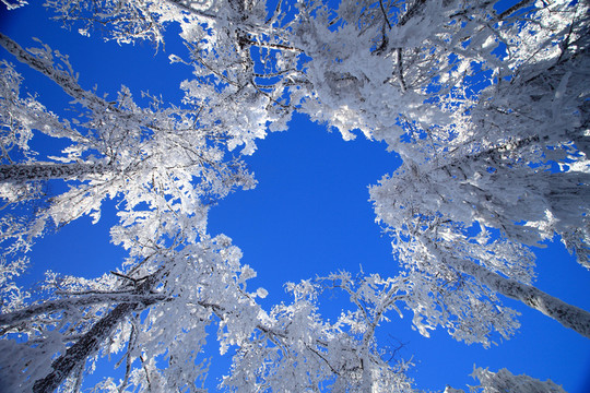 雪林