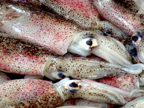 魷魚