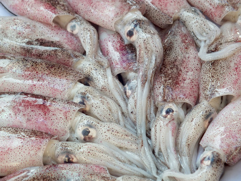 魷魚