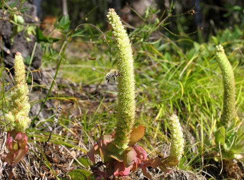 野生植物 草蓯蓉
