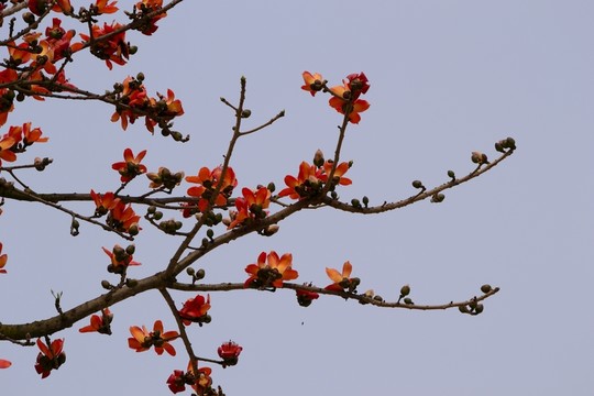 木棉花