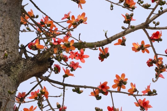 木棉花