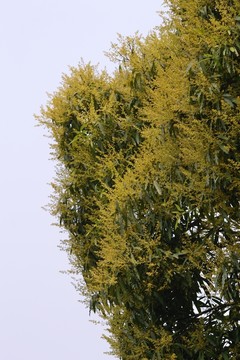 扁桃花