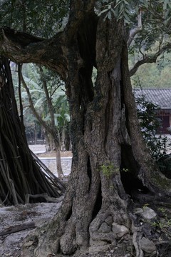 老樹干
